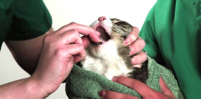 Как дать кошке таблетку без стресса для себя и животного? - Ишимская правда